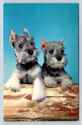 Vintage Postcard Dogs Animals Pets Cute • $4