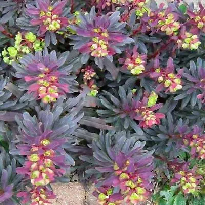 £2.99 • Buy Euphorbia Amygdaloides 'Purpurea' 10 Seeds, Purple Wood Spurge- Perennial