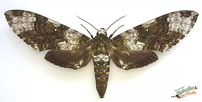 Monster Moth Manduca Albiplaga  SET X1 A- Male Hawk Moth Entomology Specimen. • $22.32