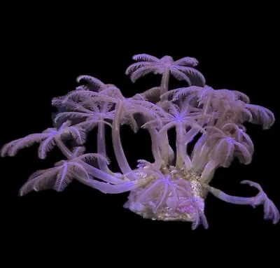Live Soft Coral Anthelia 8+ Polyps • $20