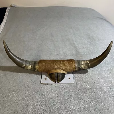 Vintage Wall Mounted Real Bull Horns Western Cow Steer  20” • $50