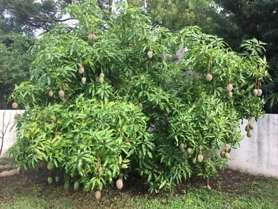 Dwarf JULIE Grafted MANGO Tree 3Gal Pot Ready To Fruit Ship UPS Overnight • $139