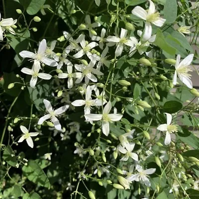 Clematis Love Blooming Virginiana Fall Vine Very Hard Garden Live Plant 2.5  Pot • $16.95