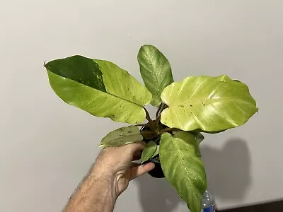 Philodendron Snowdrift Variegated Established Rare Indoor Plant (Not Monstera) • $50