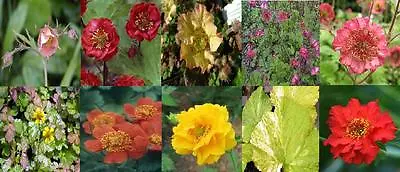 Brand New:grandeous Geum’ladies Collection’ Mix Seed Free P&p • £4.25