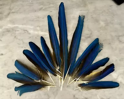 Macaw Feathers (14) • $45