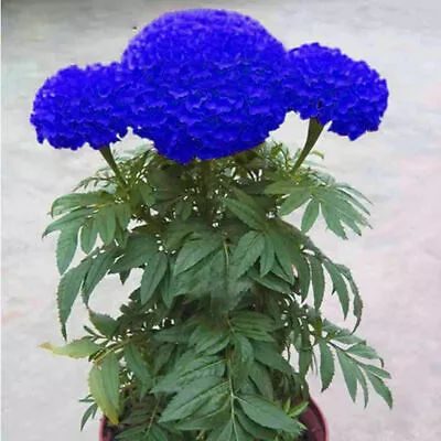 120 Blue Marigold Seeds Tagetes Garden Flowers • $2.51