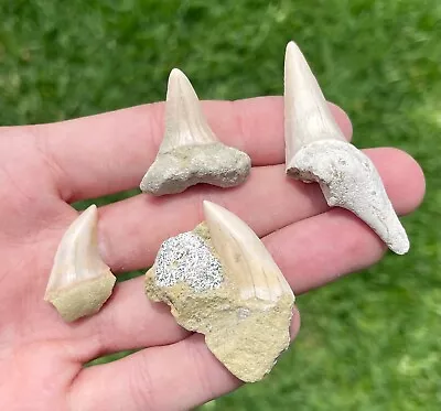 Bakersfield Fossil Mako Sharks Teeth LOT OF 4 California Megalodon Age • $17.99