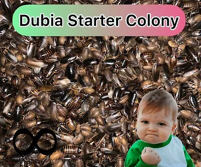 Dubia Starter Colony  - 100 Female / 25 Male +400 Mixed - Feeder Insects Roaches • $89.99