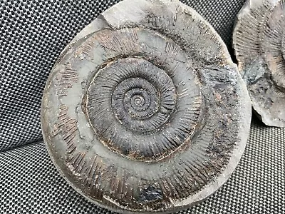 Dactylioceras Tenuicostatum Pos/Neg Fossil Ammonite Nodule Sandsend Whitby UK • $40.97