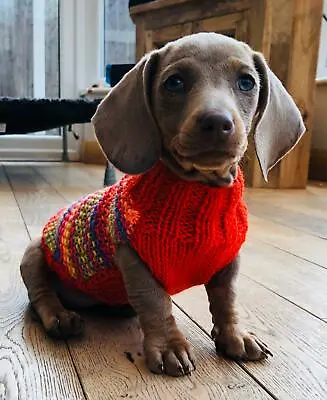 12  Hand Knitted Miniature Dachshund. Daxie.Doxie. Designer Puppy Jumpers Coats. • £11.99