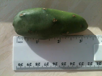 £4.20 • Buy Opuntia Canterai -offset / Pad 