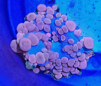 Neptune Bounce Mushroom * Live Coral Frag * AJ's Aquariums • $59.99