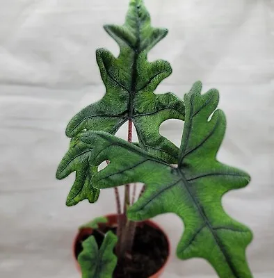 Alocasia Jacklyn Live Rare House Plants In 3  Pot • $12.99