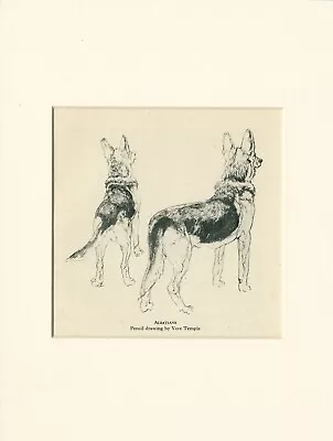 German Shepherd Dog Vintage 1945 Mounted Print By Vere Temple Two Standing Dogs • $6.21