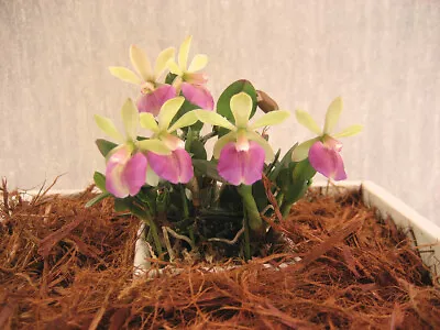 DO Div -  Rnd. Pixie Valley 'Piccolina' Mini Porpax Cattleya Orchid In Bud! • $55