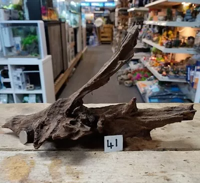 Med/Lge Mangrove 21-36cm Root Bogwood Driftwood Ideal For Aquariums & Vivariums • £14.98