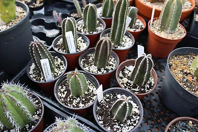 Pachycereus Marginatus - Mexican Fencepost Cactus - Free Shipping On Orders Over • $5.95