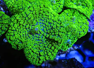 Green Rhodactis Pincushion 1 Leaf Mushroom Shroom Soft Coral Frag-Marine • £0.99