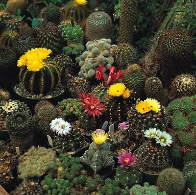 Flower - Cactus - Crown Mix - 100 Seeds • £1.45