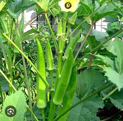 VEGETABLE - OKRA - SEEDS - OKRA CLEMSON SPINELESS 50 Seeds Best Quality  • £1.99