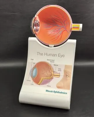 Merck Ophthalmics Cross Section Human Eye Model 2011 Teaching Aid On Stand • $29.99