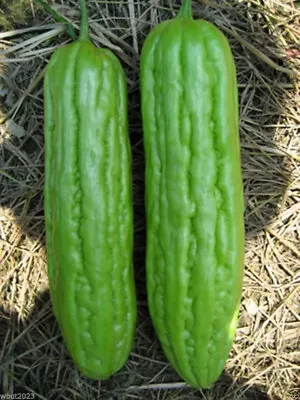 Vietnam Bitter Gourd Khổ Qua Mỡ Trái Dài Bitter Melon Seeds F1 Non-GMO • $2.50