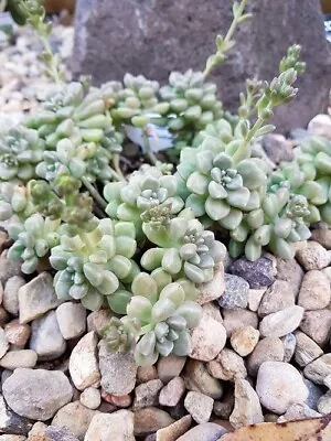 Graptopetalum Mendozae • $17.40