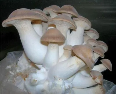 Seeds Oyster Mushroom Royal Mycelium Spawn Dried Spores Organic • $9.98