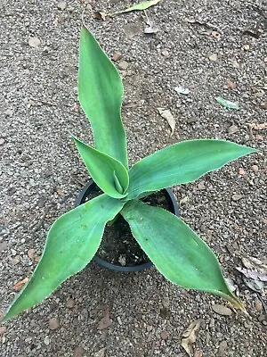 Agave Pedunculifera 120mm Pot Cacti Succulent • $30