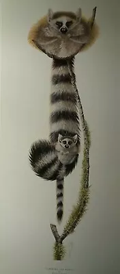 £24.99 • Buy Learning The Ropes By Warwick Higgs Lemurs