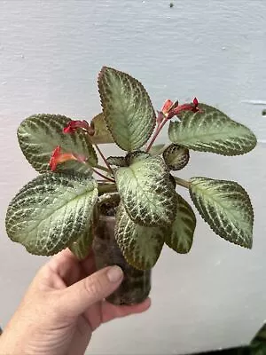 Episcia Silver Sheen - Indoor/Outdoor Plant  • $25