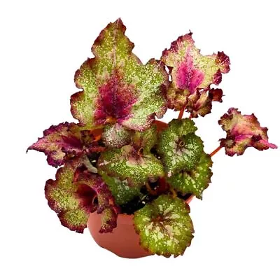 Harmony's Holly Jolly Begonia Rex 6 Inch Curly White Splash Red And Green • $37.49