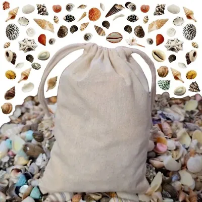 Bulk 600+ Mixed Shells Small Colourful Seashells 500g Craft Shells Wholesale • £8.79