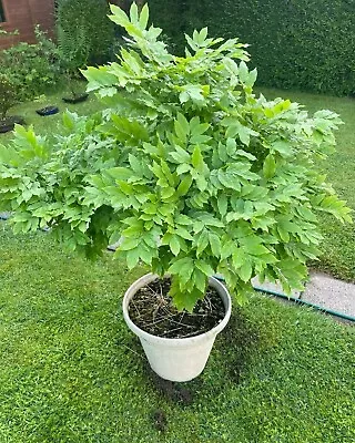 £250 • Buy Chinese Wisteria Plant Potted Bonsai Garden Patio Wisteria Sinensis (7)