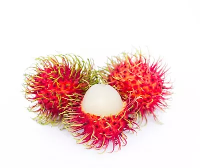 RAMBUTAN FRUIT TREE - RED (Rare Tropical Fruit) • $45