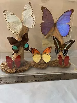 Collectibles Entomology Rare Butterfly Acrylic Insect Display Exotic Taxidermy • $175