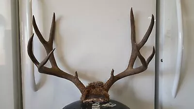 Big Heavy 5x5 SUPER DARK Colorado MULE DEER RACK Antler Whitetail Shed Taxidermy • $250