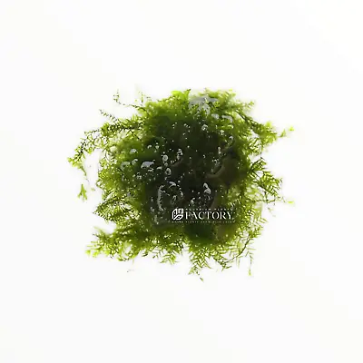 Fissidens Fontanus / Phoenix Moss | Aquarium Plants Factory® • $14.99