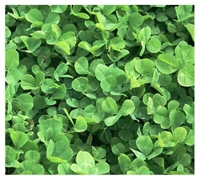 1/4 Pound Mini-Clover Seed -  Lawns And Stepping Stones • $28.99