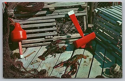 Live Lobsters And Lobster Traps Maine Postcard • $5