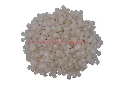 Mini White Cockle Shells Natural Shells Seashells Beach Shells Wedding Display  • £1.99