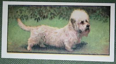 £3.99 • Buy DANDIE DINMONT TERRIER   Vintage 1960's Dog Card  QC28