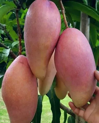 Red Ivory Mango 5+ Seeds (Mangifera Indica) • $350