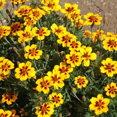 300+ Marigold FRENCH DWARF   DAINTY MARIETTA    FRESH HARVEST FOR 2024 GARDENS • $2.19