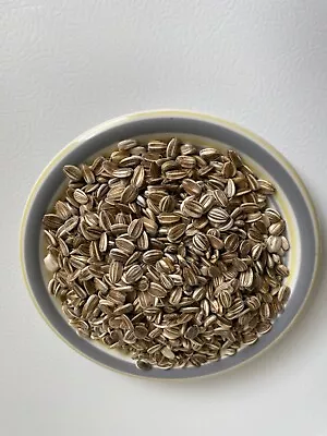 25 Mammoth Yellow Sunflower Seeds Beautiful  Non-GMO Heirloom Fresh Seeds  • $2.99