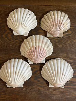 Large Scallop Sea Shells White-Brown -Pink Normandy France Lot Of 5 • $19.99