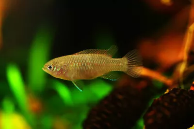 Scarlet Badis • $7.99