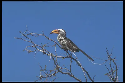 296014 Yellow Billed Hornbill A4 Photo Print • £8.99