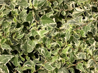£5.95 • Buy Pack X6 Hedera (Trailing Ivy) 'ESTER' Varigated Garden Perennial Plug Plants